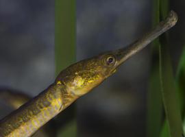 El Acuario de Gijón ha obtenido la calificación de “excelente”