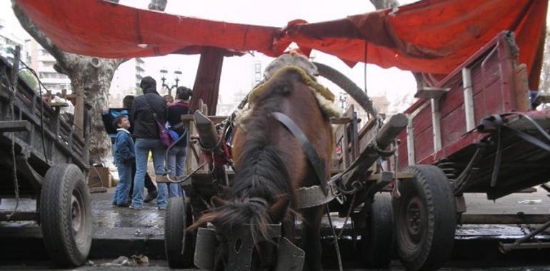 Argentina, dispuesta a acabar con el maltrato y la explotación de los caballos