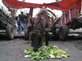 Argentina, dispuesta a acabar con el maltrato y la explotación de los caballos