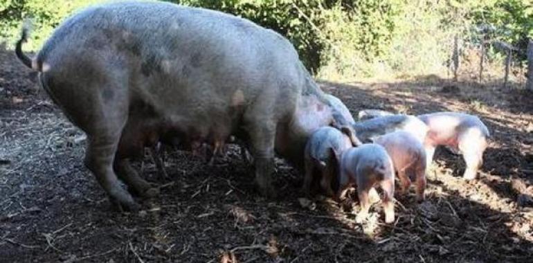 “II  Recuperación de la matanza del gochu”