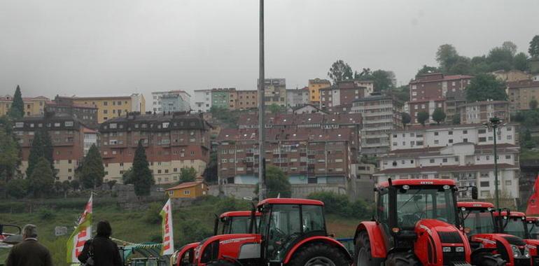 Tineo celebra el lunes la tradicional feria ganadera de San José