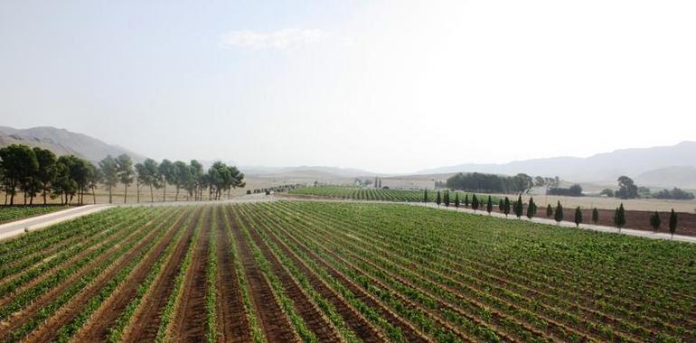 La Cofradía del Reino de la Monastrell distingue 21 vinos elaborados con esta variedad de uva 