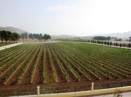 La Cofradía del Reino de la Monastrell distingue 21 vinos elaborados con esta variedad de uva 