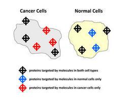 Identifican 115 proteínas para diseñar nuevos fármacos anticancerígenos