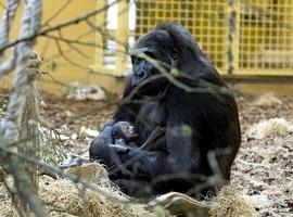 Nace una bebé gorila en el Parque de Cabárceno