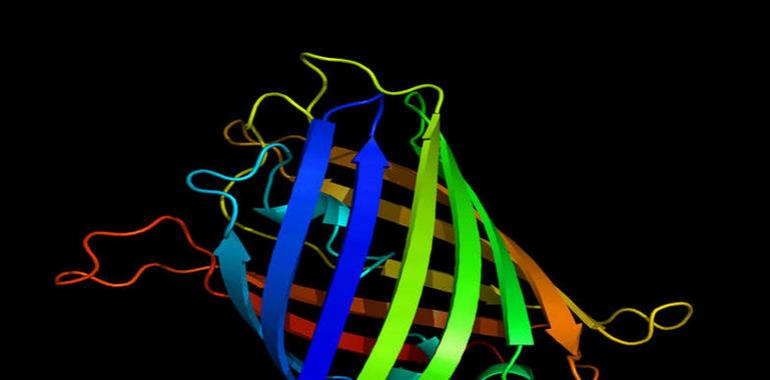 Un ‘termómetro’ intracelular no invasivo con proteínas fluorescentes