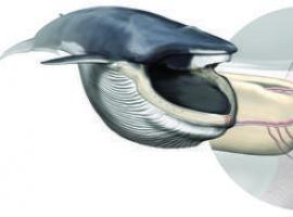 Un órgano en la boca de la ballena azul que explica la biomecánica de sus ‘mordiscos’