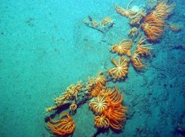 Amenazado y desconocido mar del cañón de Avilés