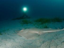 Tiburones del Mediterráneo  en riesgo de desaparición