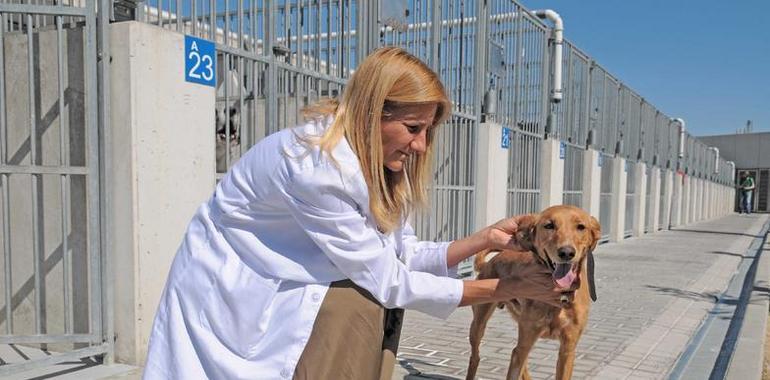 Langreo renueva el convenio con Amigos del Perro para la gestión de la perrera municipal