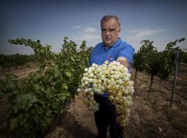 Mejora la competitividad y calidad de los Vinos de Madrid gracias a la investigación