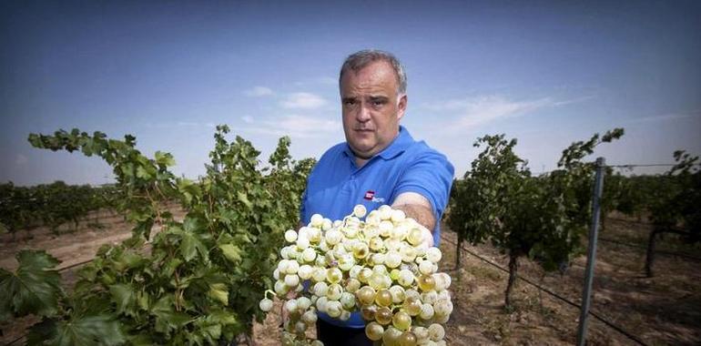 La ciencia resucita los vinos de nuestros abuelos