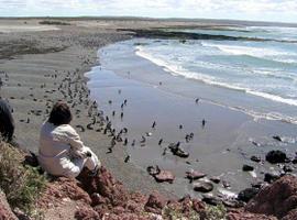 Califican como \"única\" la biodiversidad de la costa patagónica