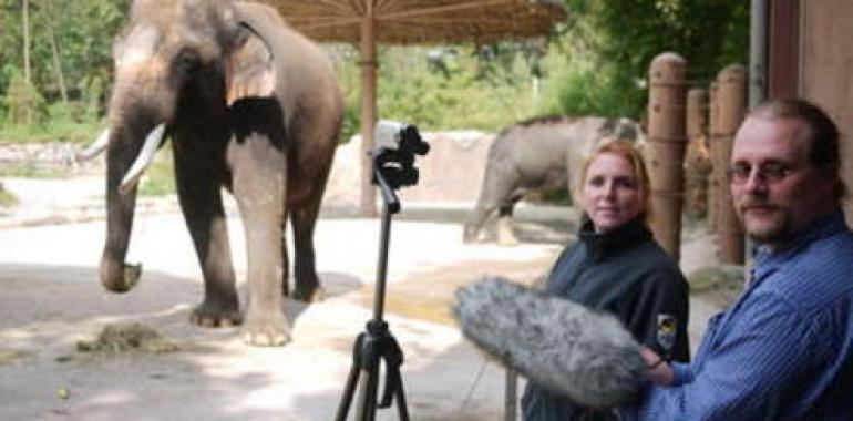 Un elefante habla en coreano 