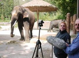 Un elefante habla en coreano 