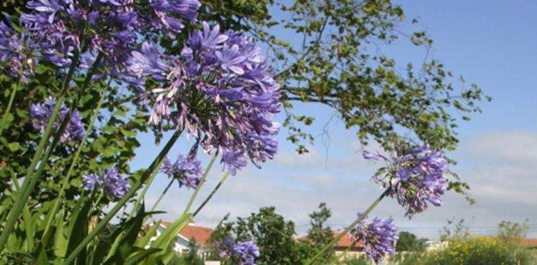 Gijón, capital botánica de Europa todo el fin de semana