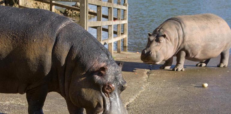 Kavango, el nuevo hipopótamo macho de Cabárceno, se ha unido al resto de la manada