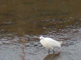 Agroganadería coordina la elaboración del Censo Anual de Aves Acuáticas Invernantes en Asturias