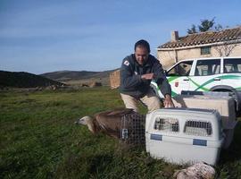 Cinco buitres leonados vuelven a su hábitat natural en Sierra de Mojantes 