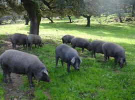 Consiguen gochos gordos con menos grasa