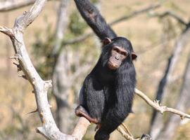 Los chimpancés tienen un sentido de la justicia similar al de los humanos