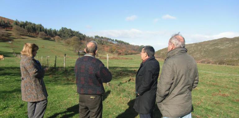 Ramos visita las praderías de Brañes y El Llano dañadas por la foza de los jabalíes