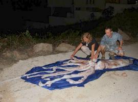 Expertos del CEPESMA necropsiarán un calamar gigante localizado en Algeciras
