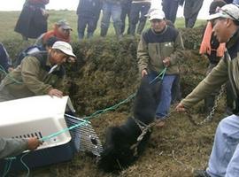 Rescatado Oso de Anteojos en Chimborazo