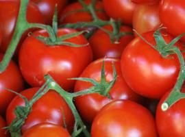 El estrés les sienta requetebién a los tomates ‘ecológicos’ 