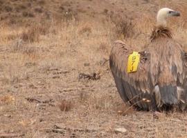 Detenido por envenenaminto continuado de fauna silvestre en Torrente de Cinca