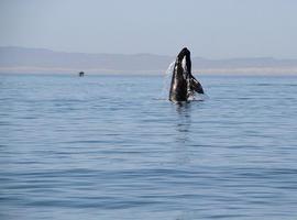 Mil 321 ballenas grises en el santuario del Vizcaíno