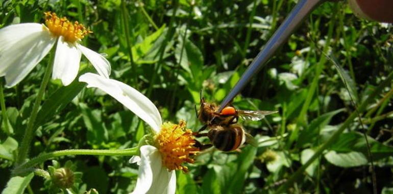 Las abejas sociales marcan con señales químicas las flores peligrosas