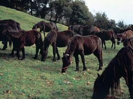 I Concurso Regional de Ganado Equino de la Montaña Asturiana