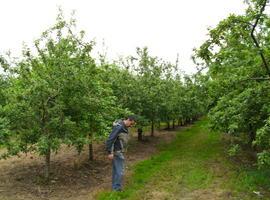  110.000 euros en ayudas a nuevas plantaciones de manzano de sidra