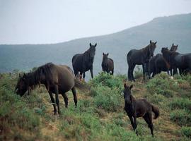 La Consejería saca a subasta pública 20 caballos asturcones