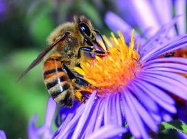 ¡Salvemos las abejas!