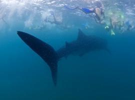 Top destinos de buceo del mundo: Las Islas Similan y Surin en Tailandia