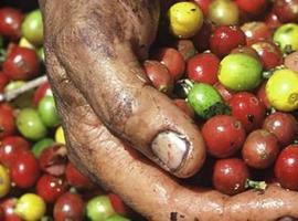 El café oaxaqueño en mercados internacionales