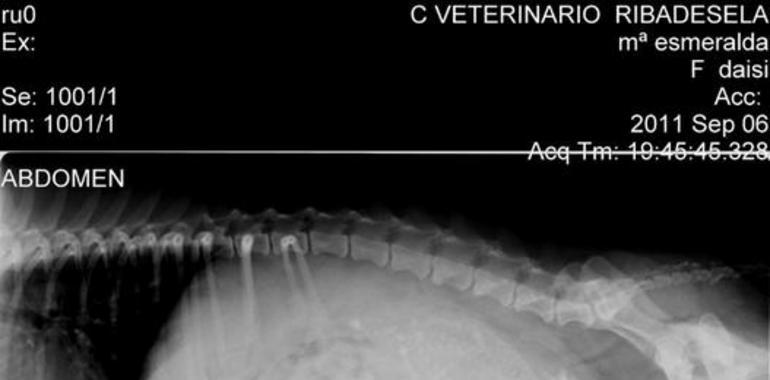 200 veterinarios de toda españa actualizan conocimientos en Gijón y comparten experiencias 