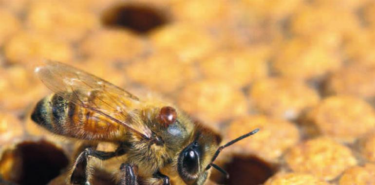 La sociedad civil exige la salvación de las abejas