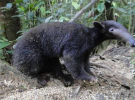 Liberación de un Oso Hormiguero en el Parque Nacional Podocarpus