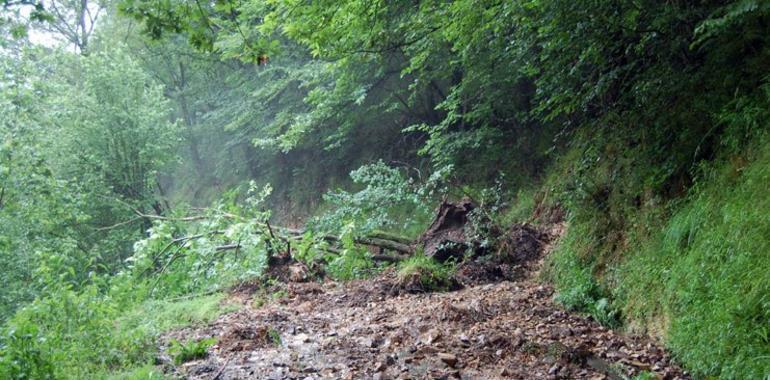 Las lluvias provocan numerosos argallos en Llanes