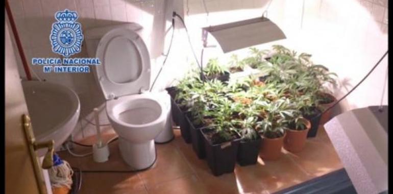 Cae una banda especializada en el cultivo y tráfico de marihuana a gran escala entre España y Holanda