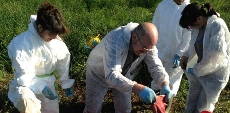 La basura tirada por humanos causó la muerte del cachalote bebé varado en Ribadesella