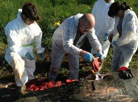 La basura tirada por humanos causó la muerte del cachalote \bebé\ varado en Ribadesella