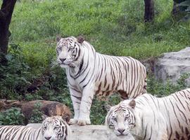 Desvelado el misterio del tigre blanco: Un gen específico