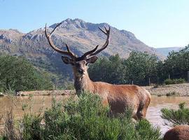 Aumenta la caza mayor en España, aunque hay menos cazadores