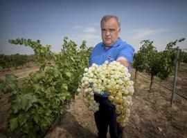 Una medalla de Oro y dos de Plata para los Vinos de Madrid