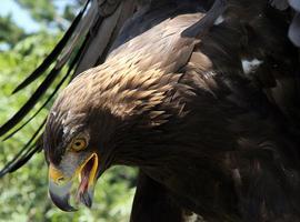 Águila Real, el símbolo nacional de México en riesgo