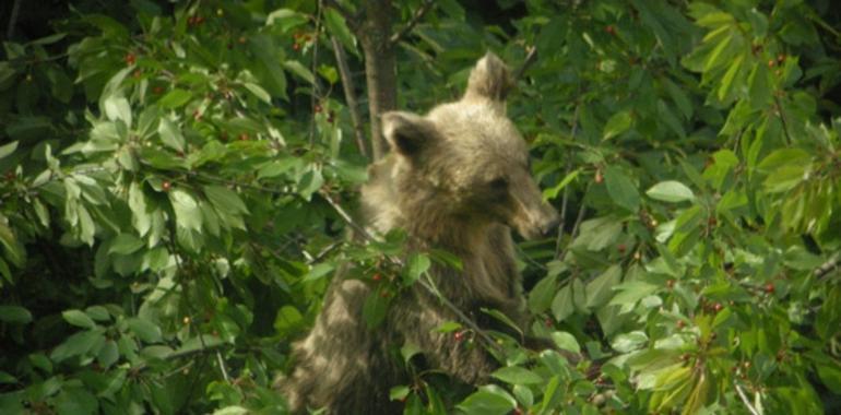 ¿Dónde vive el oso pardo cantábrico